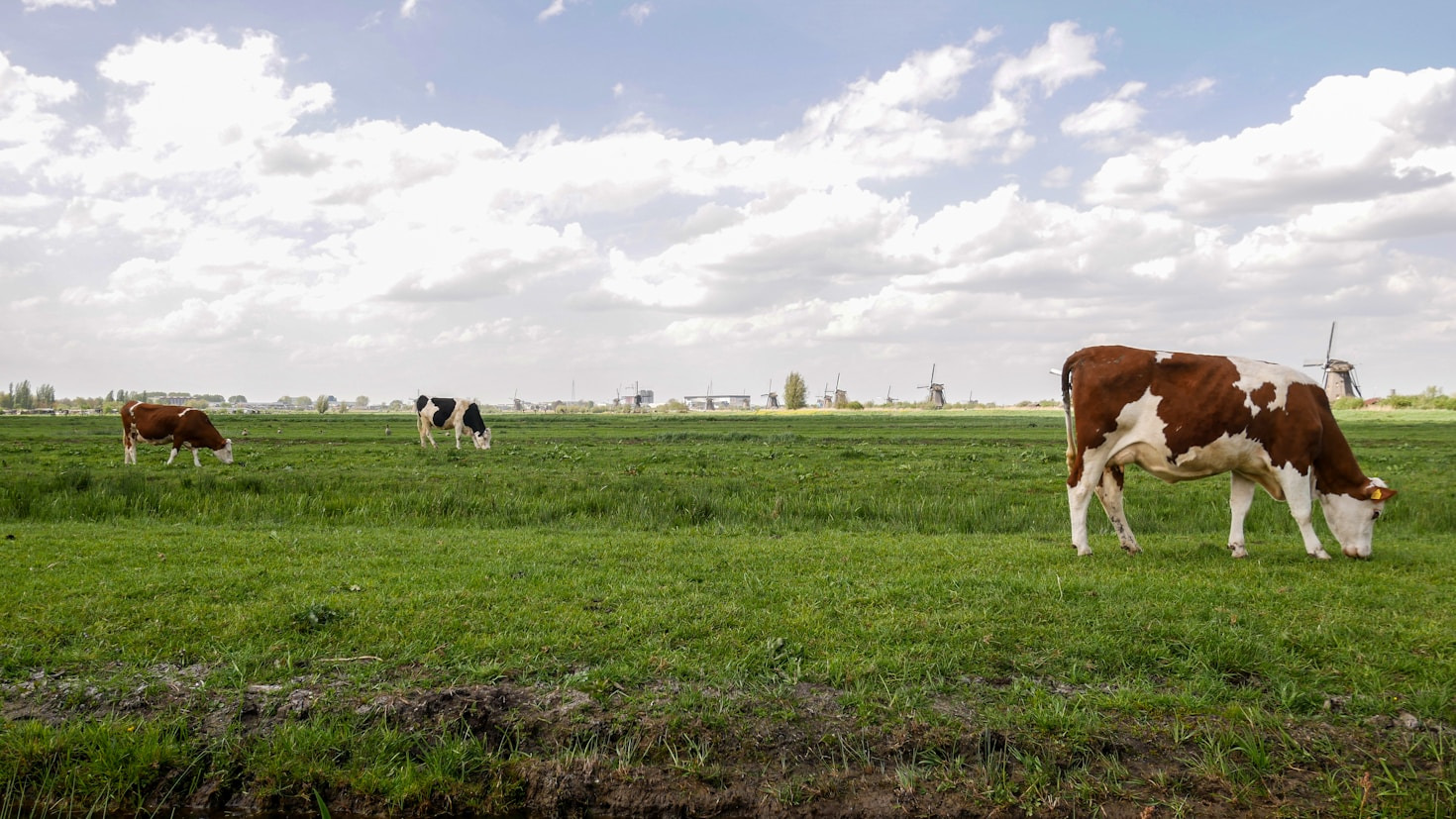 Como os Campos Elétricos Pulsados transformam o leite